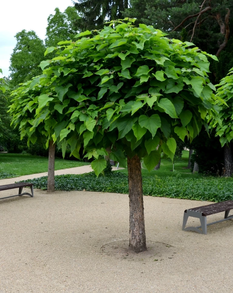 drzewko Catalpa